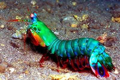 Stomatopoda de lado