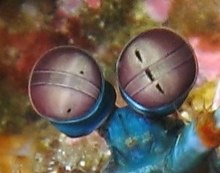 Olhos do Stomatopoda