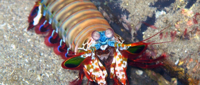 Stomatopoda de frente