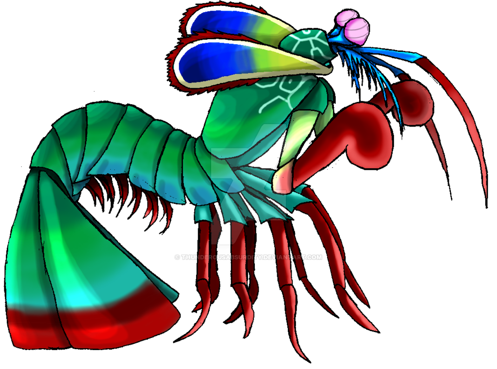 desenho do Stomatopoda