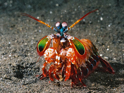 Stomatopoda de corpo inteiro
